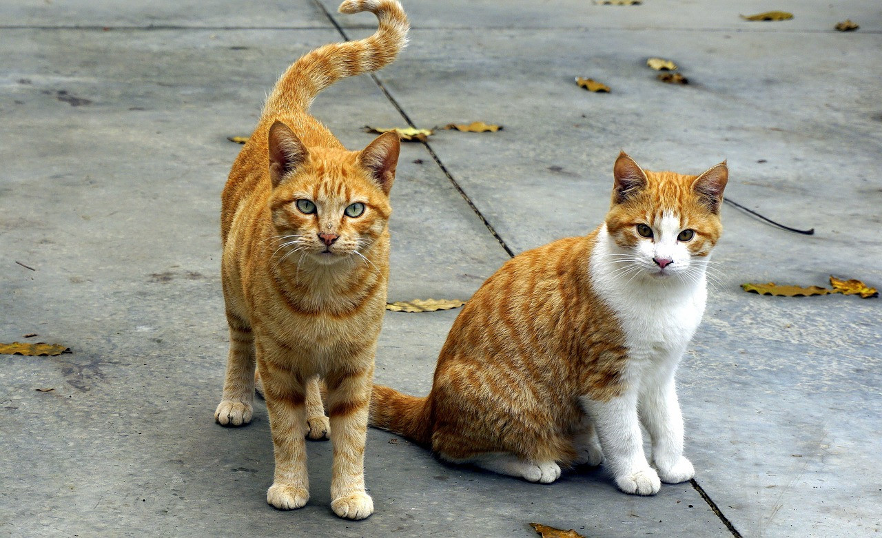 colònies felines